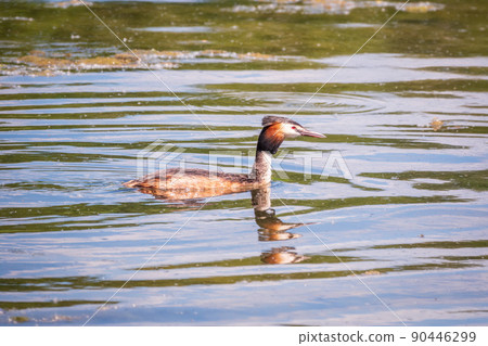 The waterfowl bird Great Crested Grebe swimming in the calm lake The waterfowl bird Great Crested Grebe swimming in the calm lake 90446299