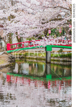 埼玉縣本城市若泉公園紅橋與櫻花 90446305