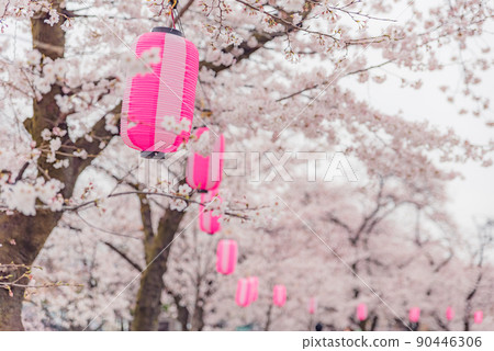 日本櫻花觀賞的蝴蝶和櫻花形象 90446306