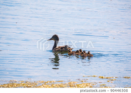 A family of ducks, a duck and its little ducklings are swimming in the water. The duck takes care of its newborn ducklings. Mallard, lat. Anas platyrhynchos A family of ducks, a duck and its little ducklings are swimming in the water. The duck takes care of its newborn ducklings. Mallard, lat. Anas platyrhynchos 90446308