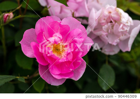 Beautiful pink roses blooming in the rose garden Beautiful pink roses blooming in the rose garden 90446309