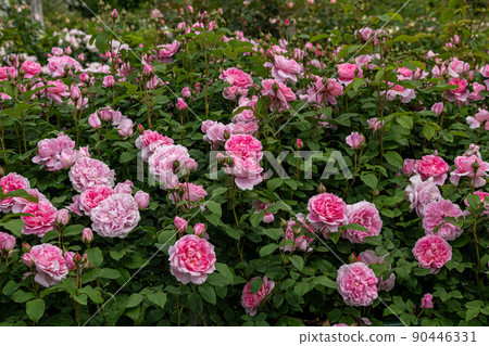 Beautiful pink roses blooming in the rose garden 90446331
