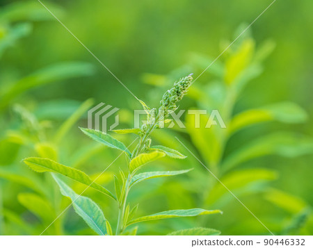 Young plants with green fresh shoots of Spiraea salicifolia 90446332
