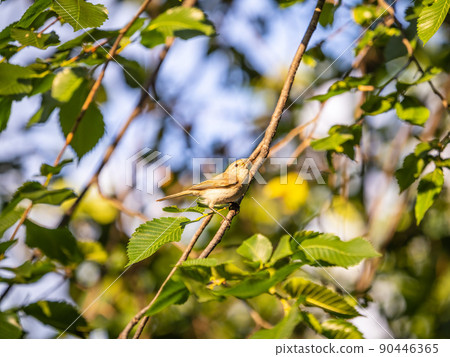 Common chiffchaff, lat. phylloscopus collybita, sitting on branch of bush in spring and looking for food 90446365