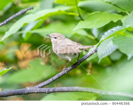 Common chiffchaff, lat. phylloscopus collybita, sitting on branch of bush in spring and looking for food Common chiffchaff, lat. phylloscopus collybita, sitting on branch of bush in spring and looking for food 90446366