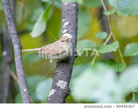 Common chiffchaff, lat. phylloscopus collybita, sitting on branch of bush in spring and looking for food 90446367