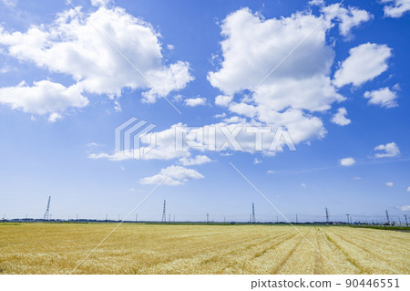 Steel tower wheat field power transmission line 90446551