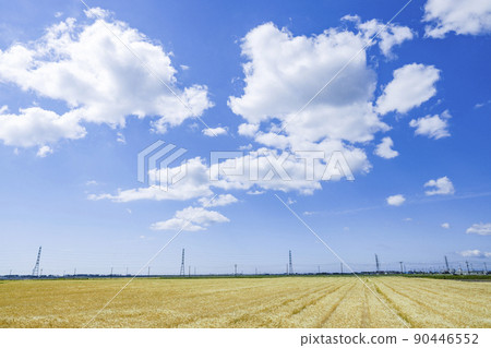 Steel tower wheat field power transmission line Steel tower wheat field power transmission line 90446552