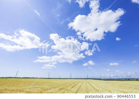 Steel tower wheat field power transmission line 90446553