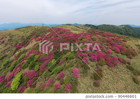 小川峰的杜鵑花(愛媛縣熊高原町) 小川峰的杜鵑花(愛媛縣熊高原町) 90446601