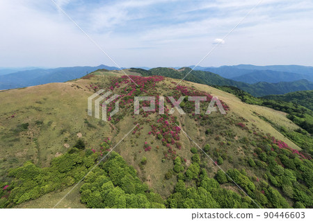 Azalea of Ogawamine (Kumakogen Town, Ehime Prefecture) 90446603