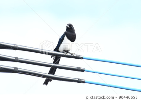 Magpie with a dignified atmosphere 90446653