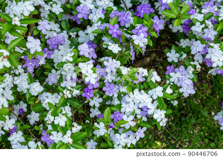 The season when American jasmine is in full bloom The season when American jasmine is in full bloom 90446706