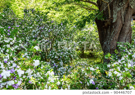 The season when American jasmine is in full bloom The season when American jasmine is in full bloom 90446707