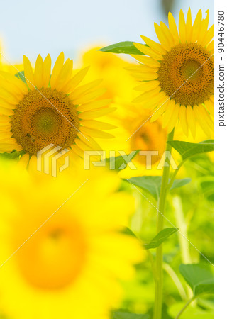 盛開的向日葵,夏天的形象 盛開的向日葵,夏天的形象 90446780