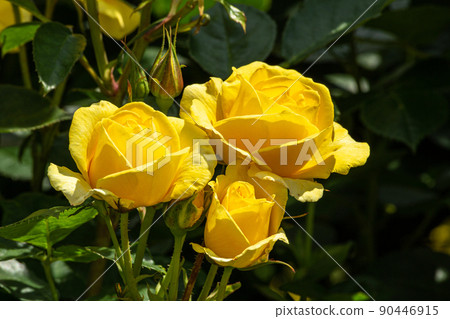 Beautiful yellow roses blooming in the rose garden Beautiful yellow roses blooming in the rose garden 90446915