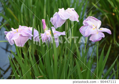 flower flower 90447111