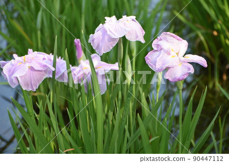 Blooming 90447112