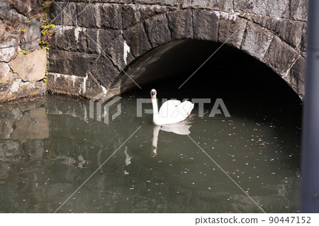 EOS R6. Okayama Kurashiki, the swan that came out. 90447152