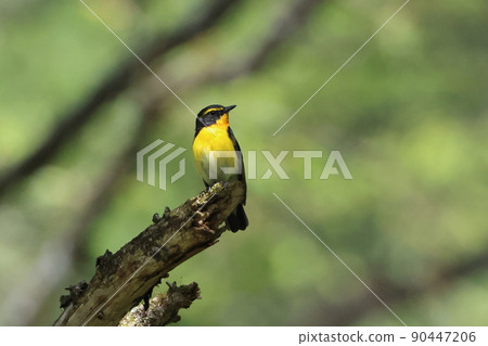 Kibitaki male 90447206