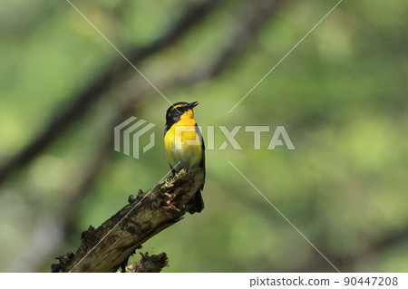 Kibitaki male 90447208