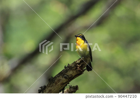 Kibitaki男 90447210