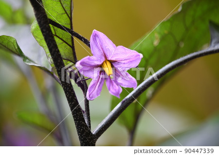 茄子花（室外栽培） 90447339