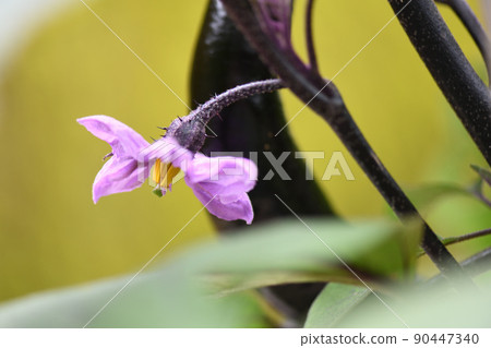 茄子花（室外栽培） 90447340
