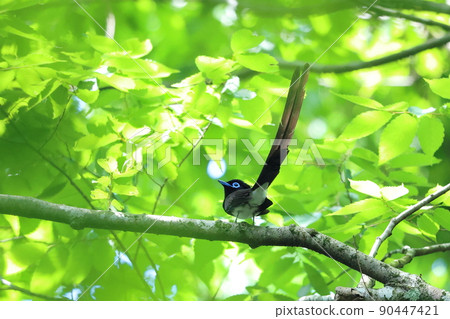 日本天堂鶲雄支停 日本天堂鶲雄支停 90447421