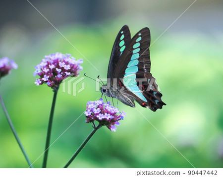 它是用紫頂馬鞭草吸食蜂蜜的藍瓶鷸。 90447442