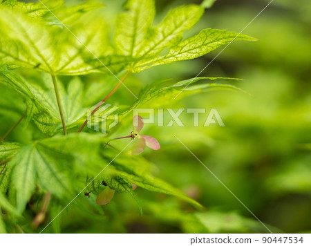 Kishin-en Garden, Futakotamagawa Park Plant Maple Kishin-en Garden, Futakotamagawa Park Plant Maple 90447534