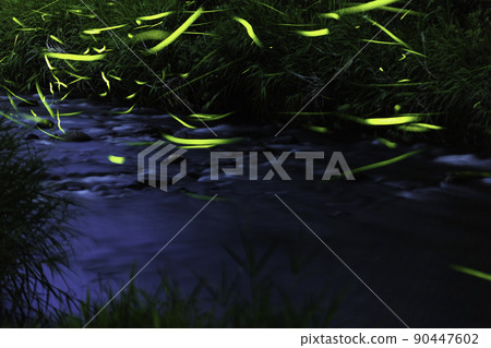 Fluttering of Genji firefly 90447602