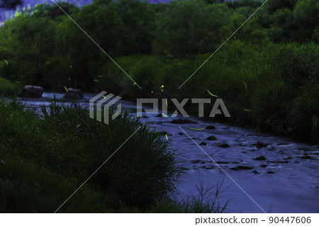 Fluttering of Genji firefly Fluttering of Genji firefly 90447606