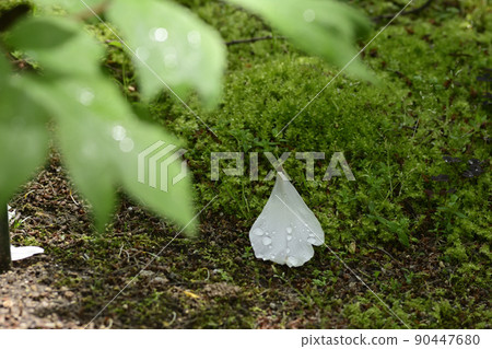 Honmaji Peony 90447680