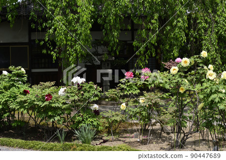 Honmaji Peony Honmaji Peony 90447689
