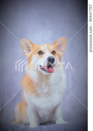 Corgi model dog on gray background 90447707