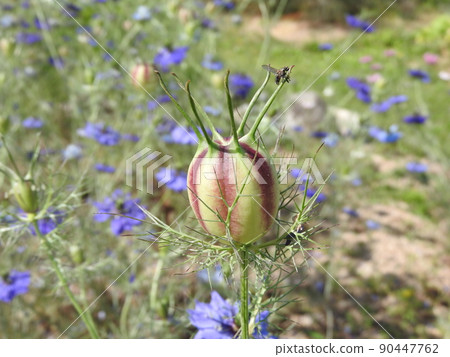一年生植物“黑種草”分類為黑種草屬：果實 90447762