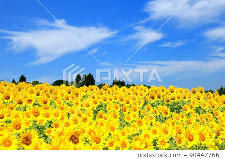 Sunflower field on the Yamamoto mountain plateau 90447766