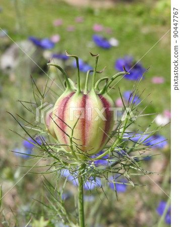 Annual plant "Nigella" classified in the genus Nigella: Fruit 90447767