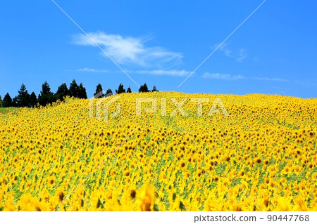 山本山高原的向日葵田 90447768