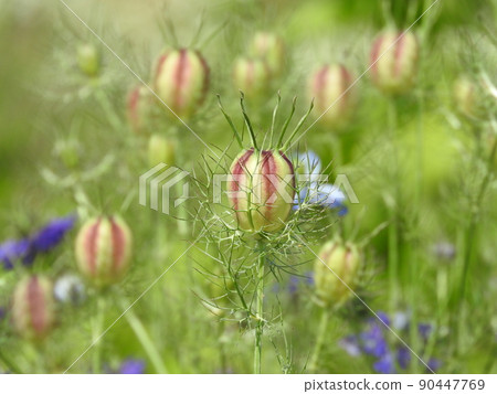 一年生植物“黑種草”分類為黑種草屬：果實 90447769
