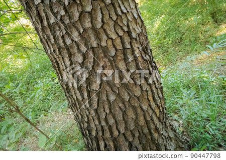 tree trunk, pinetree, trunk 90447798