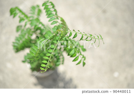 日本花椒葉，英文名稱為Japanese pepper 90448011