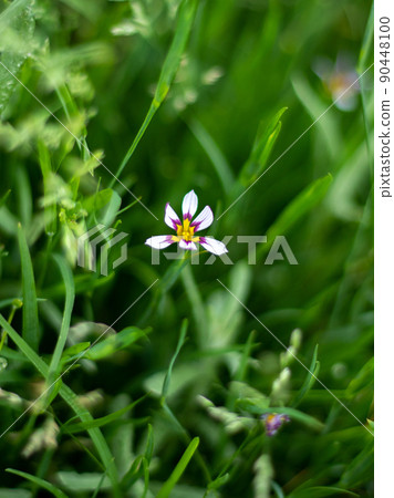 Kishin-en Garden, Futakotamagawa Park Plant Sisyrinchium 90448100