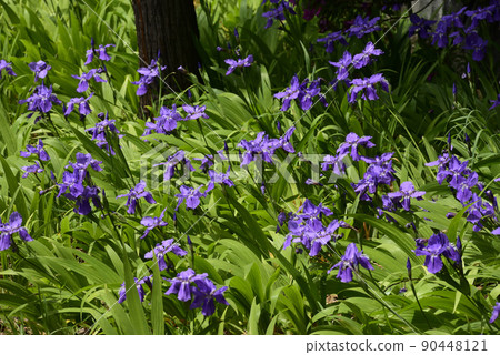 上郡神社（合成神社）第一（Tobio） 90448121