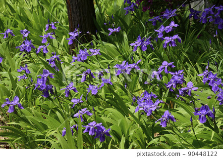 上郡神社（合成神社）第一（Tobio） 90448122