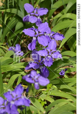 上郡神社(合成神社)第一(Tobio) 上郡神社(合成神社)第一(Tobio) 90448123