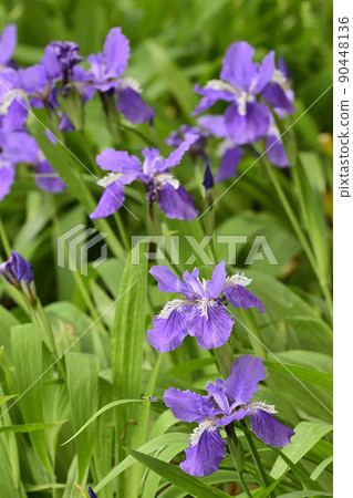 上郡神社（合成神社）第一（Tobio） 90448136