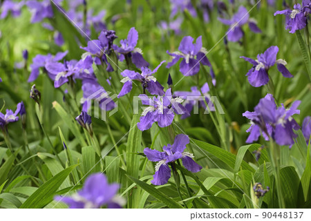 上郡神社（合成神社）第一（Tobio） 90448137