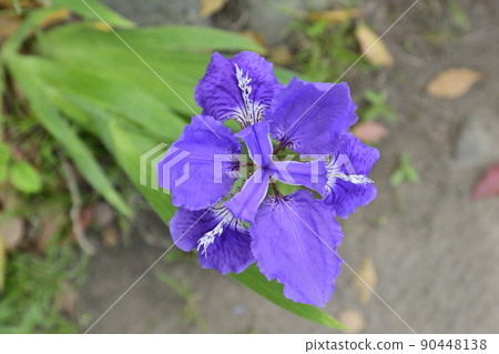 上郡神社（合成神社）第一（Tobio） 90448138